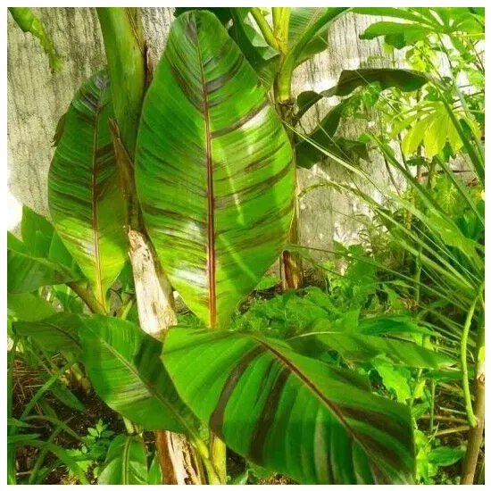 zbliżenie na wzorzyste liście bananowca Musa Sikkimensis Manipur Massive